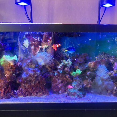 Saltwater fish tank during a pet sitting visit in Glendale Arizona