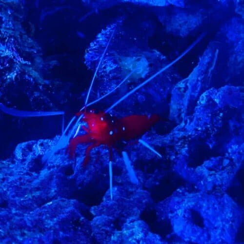 Saltwater shrimp in an aquarium receiving feeding and care during a pet sitting visit in Sun City Arizona