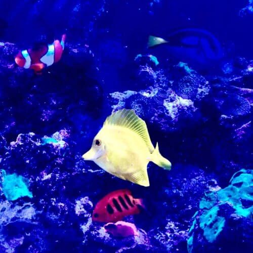 Saltwater tropical fish during an in-home feeding visit in Glendale Arizona