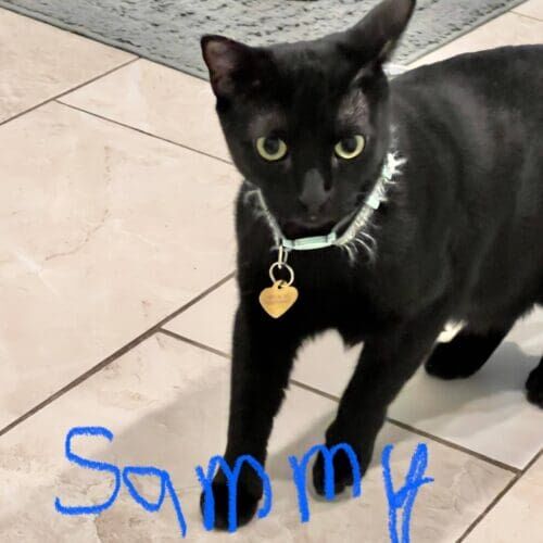 Black cat named Sammy being playful during a pet sitting visit in Glendale Arizona