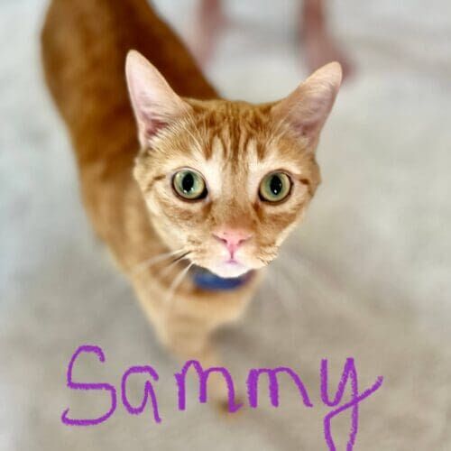 Orange cat named Sammy nicely asking for pets during a pet sitting visit in Glendale Arizona
