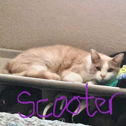 Short-haired cat named Scooter resting overnight during in-home pet sitting in Youngtown Arizona