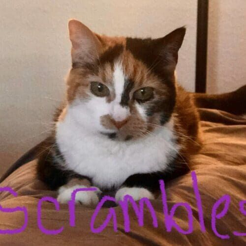Tri-colored cat named Scrambles during a drop-in pet sitting visit in Glendale Arizona