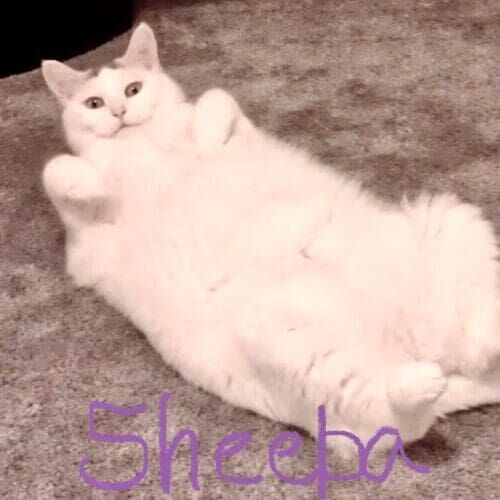 Cat named Sheeba demanding belly scratches during a drop-in pet sitting visit in Phoenix Arizona