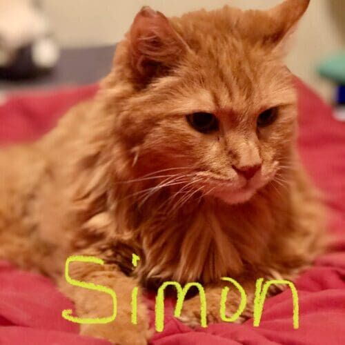 Senior orange tabby cat named Simon receiving special needs care during a pet sitting visit in Glendale Arizona