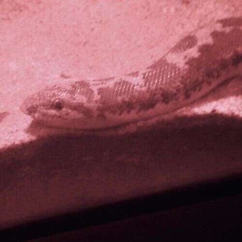 Snake during a pet sitting visit in Glendale Arizona