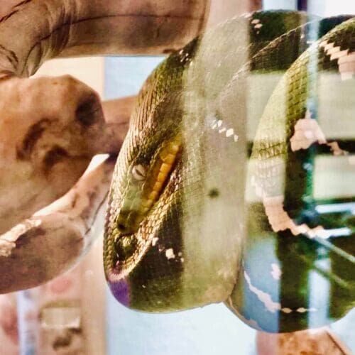 Snake during a drop-in pet sitting visit in Peoria Arizona