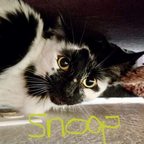Black and white cat named Snoop receiving in-home care during a pet sitting visit in Litchfield Park Arizona