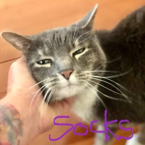 Senior grey cat named Socks thoroughly enjoying some face rubs during a pet sitting visit in Sun City Arizona