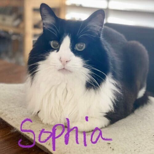 Black and white cat named Sophia relaxing during a pet sitting visit in Peoria Arizona