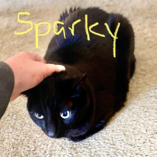 Black cat named Sparky getting some pets during in-home pet sitting in Phoenix Arizona
