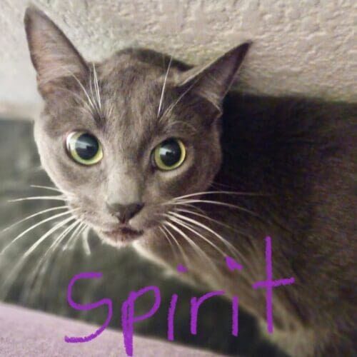 Grey cat named Spirit peeking out of her hiding spot during an in-home pet sitting visit in Phoenix Arizona