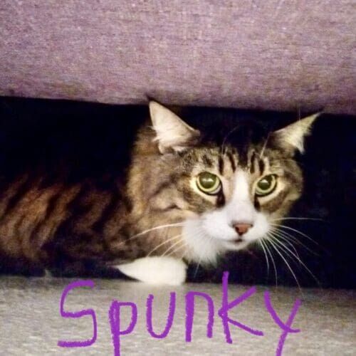Cat named Spunky during a drop-in pet sitting visit in Phoenix Arizona