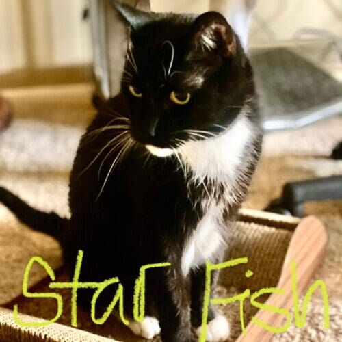 Three-legged black cat named Star Fish receiving special needs care during a pet sitting visit in Glendale Arizona