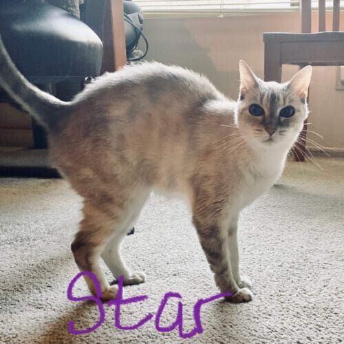 Grey cat named Star during a quick drop-in pet sitting visit in Phoenix Arizona