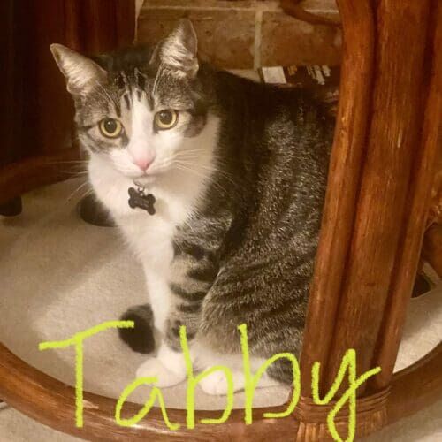 Tabby cat being fed and cared for during an in-home pet sitting visit including litter box cleaning in Glendale Arizona
