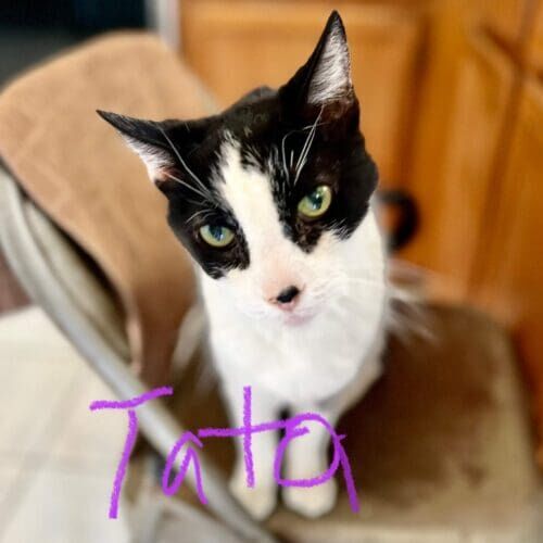 Black and white cat named Tata during a drop-in pet sitting visit in Sun City Arizona