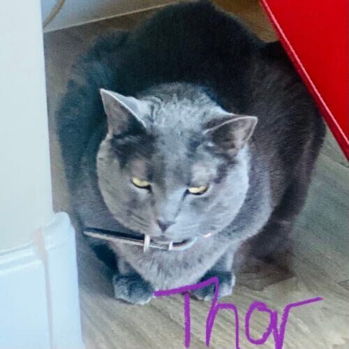 Grey cat named Thor relaxing during an in-home pet sitting visit in Phoenix Arizona