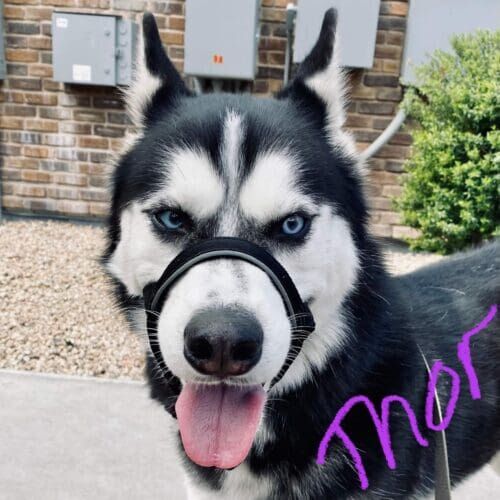 Thor the husky during leash reactivity training with positive reinforcement dog trainer Kristie Halverson with FurBabies & Friends in Glendale, AZ.