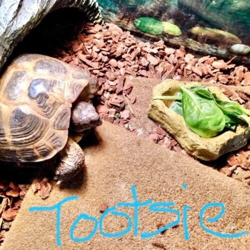 Tortoise named Tootsie during an in-home pet sitting visit in Glendale Arizona