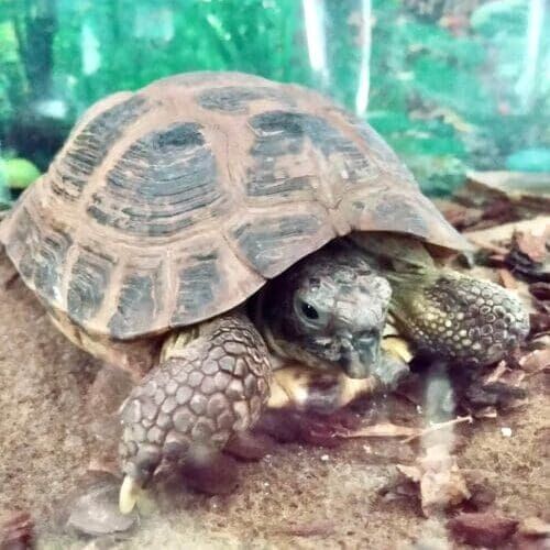 Tortoise during a pet sitting visit in Phoenix Arizona