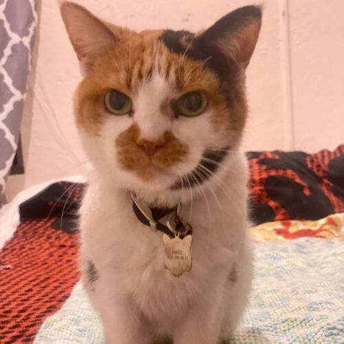 Tri-colored cat staring intently during a pet sitting visit in Glendale Arizona