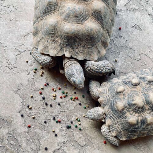 Turtle receiving feeding during a drop-in pet sitting visit in Glendale Arizona