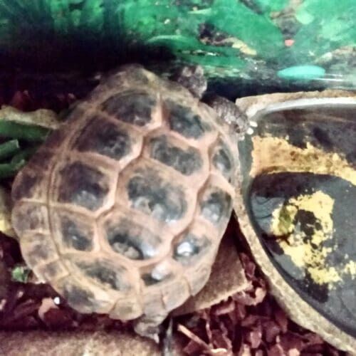 Turtle during an in-home pet sitting visit in Phoenix Arizona