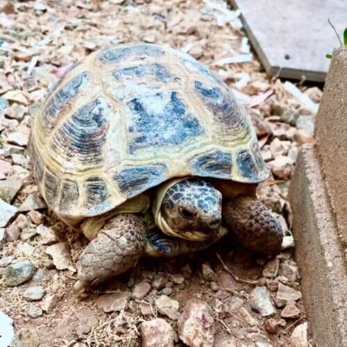 A large turtle FurBabies & Friends helped care for while the pet parents were on Vacation, we happily care for all household pets including reptiles, birds, fish and small animals. Turtle receiving care during a pet sitting visit in Glendale Arizona