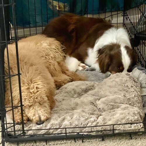 Two dogs resting together during a boarding stay in Glendale Arizona