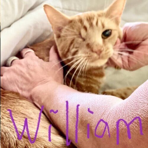 One-eyed orange cat named William during a drop-in pet sitting visit in Glendale Arizona