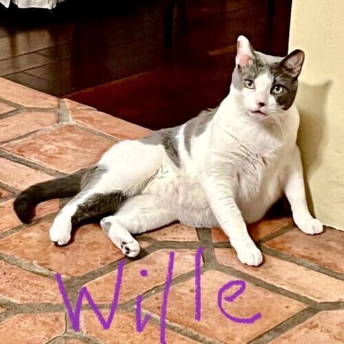 Grey and white cat named Willie resting overnight during in-home pet sitting in Phoenix Arizona