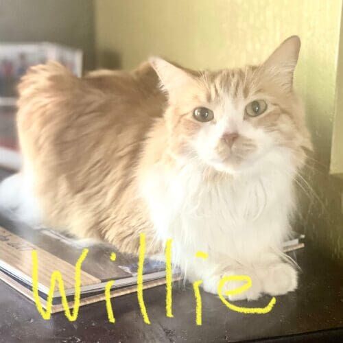 Orange and white cat named Willie perrched intently during in-home pet sitting in Phoenix Arizona