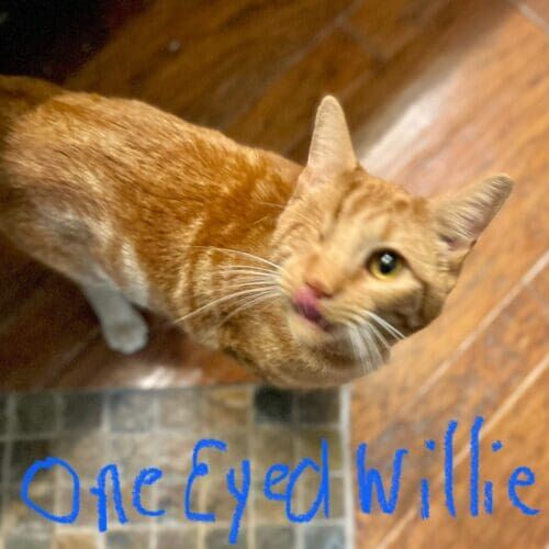 Cat named Willie receiving special needs care during an in-home pet sitting visit in Glendale Arizona