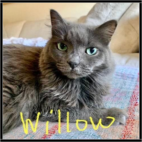 Grey cat named Willow receiving special needs care during a pet sitting visit in Sun City Arizona