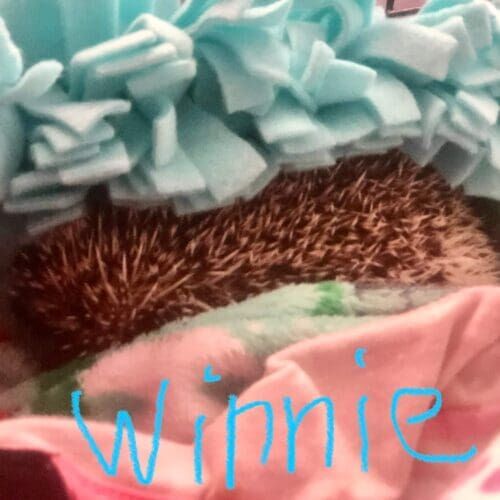 Hedgehog named Winnie during an in-home pet sitting visit in Glendale Arizona