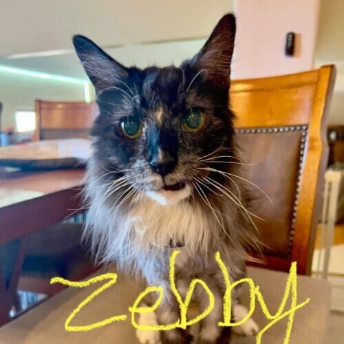 Cat named Zebby relaxing during a pet sitting visit at home in Glendale Arizona