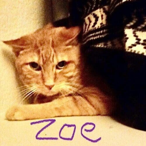 Orange cat named Zoe during a drop-in pet sitting visit at home in Phoenix Arizona