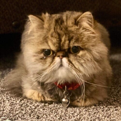 Fluffy exotic cat relaxing during a pet sitting visit in Peoria Arizona