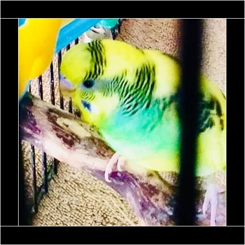 Colorful bird during an in-home pet sitting visit in Phoenix Arizona