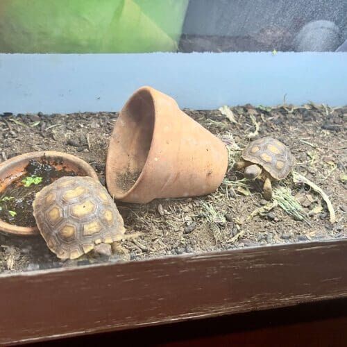 Baby desert turtles receiving feeding during an in-home pet sitting visit in Peoria Arizona