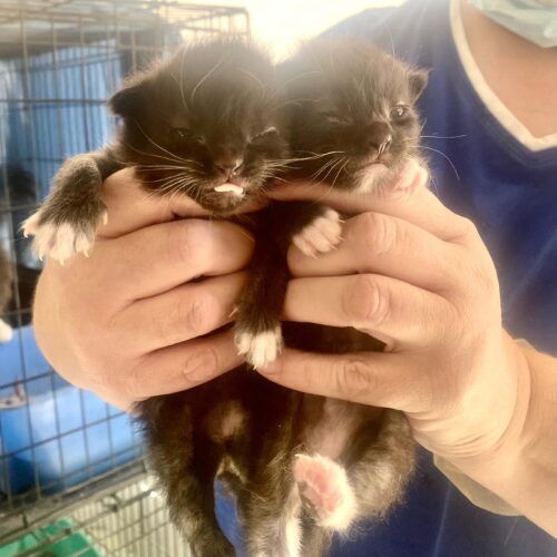 Kitten care provided through overnight in-home pet sitting in Glendale Arizona