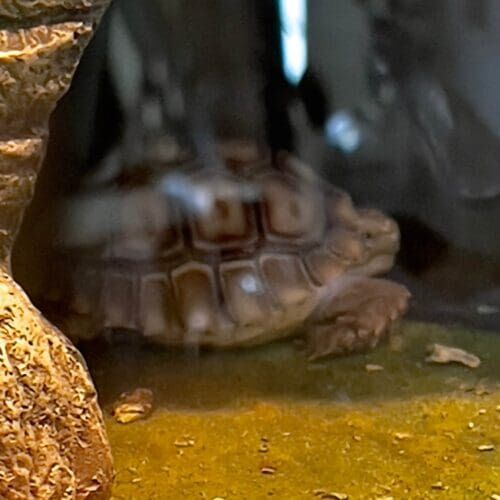Baby turtles receiving feeding and enclosure cleaning during a pet sitting visit in Glendale Arizona