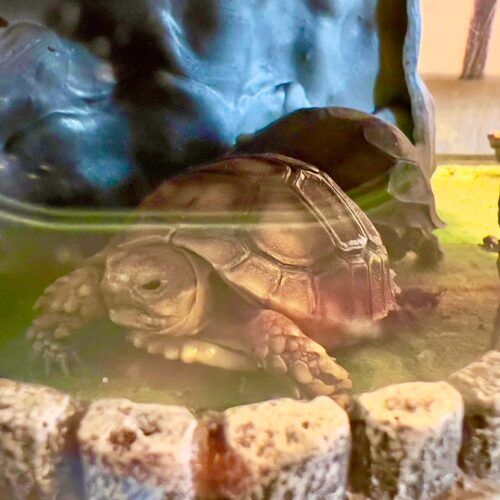 Baby turtles during an in-home pet sitting visit in Phoenix Arizona