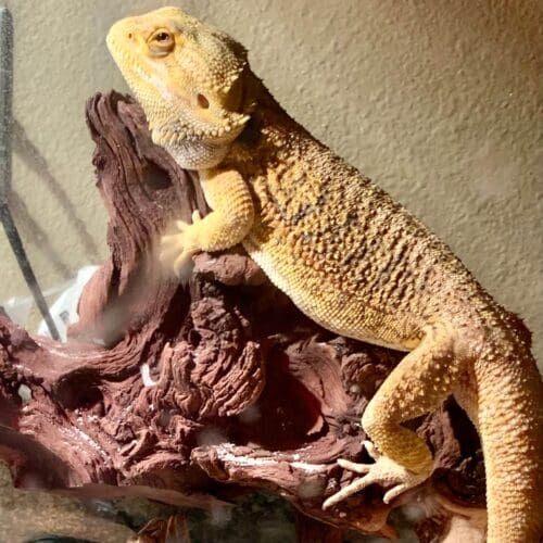 Bearded dragon during a pet sitting visit in Glendale Arizona