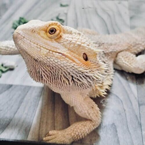 Bearded dragon during a pet sitting visit in Phoenix Arizona