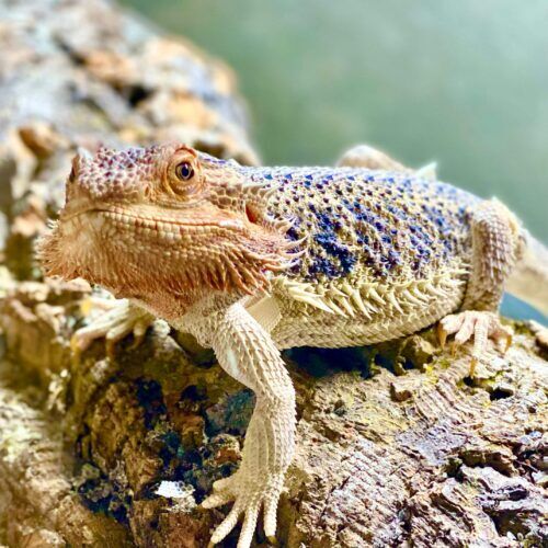 Bearded dragon during an in-home drop-in pet sitting visit in Phoenix Arizona