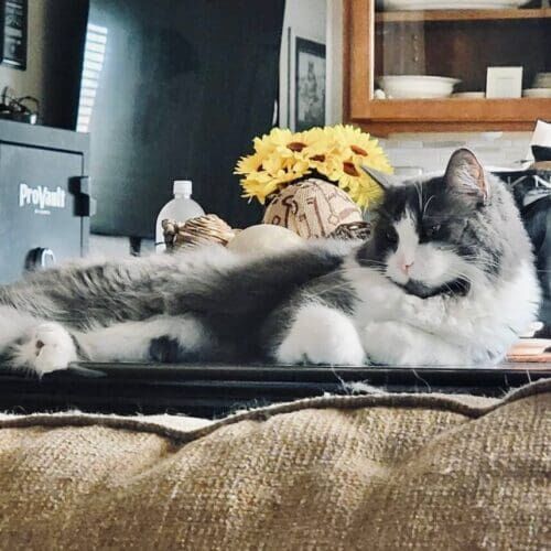 Cat relaxing relaxing in style and grace during an in-home pet sitting stay in Phoenix Arizona