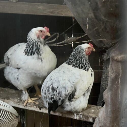 Chicken during a pet sitting visit in Peoria Arizona