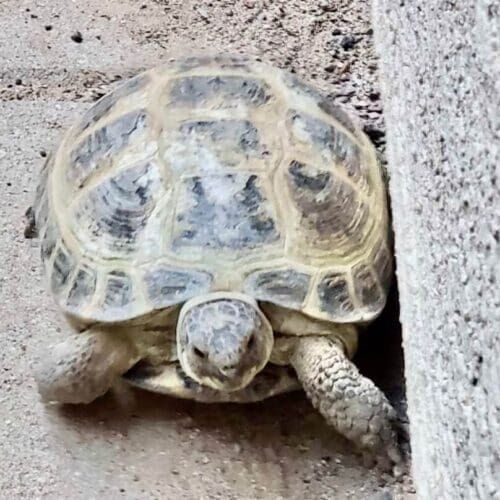 Desert tortoise during a short-term pet sitting visit in Peoria Arizona